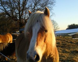 Pferd Napoleon (Haflinger,  , von Nastrol (3,52% ox))