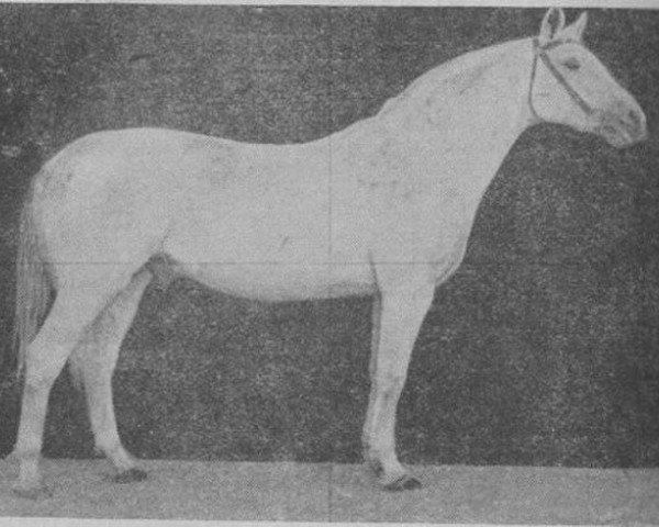 stallion Zian (Tersk, 1930, from Tsylindr 1911)