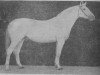 stallion Zian (Tersk, 1930, from Tsylindr 1911)