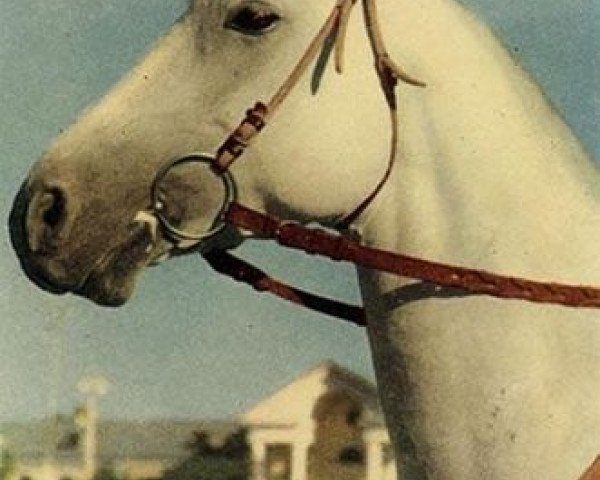 stallion Tsikl (Tersk, 1947, from Zian)