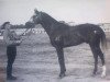 stallion Zagal 34 SOV (Tersk, 1956, from Tsikl)