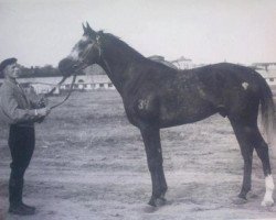 Deckhengst Zagal (Tersker, 1956, von Tsikl)