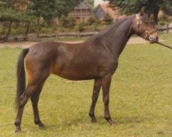 broodmare Ganna (German Riding Pony, 1982, from Bilbao x)