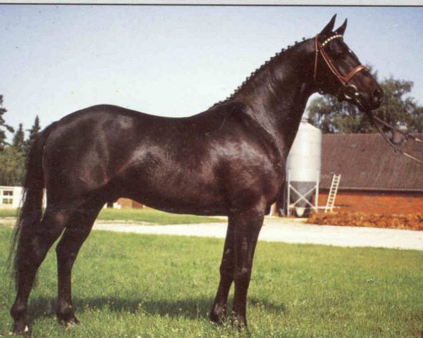stallion Bayus (German Riding Pony, 1986, from Brillant)