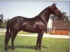 stallion Bayus (German Riding Pony, 1986, from Brillant)