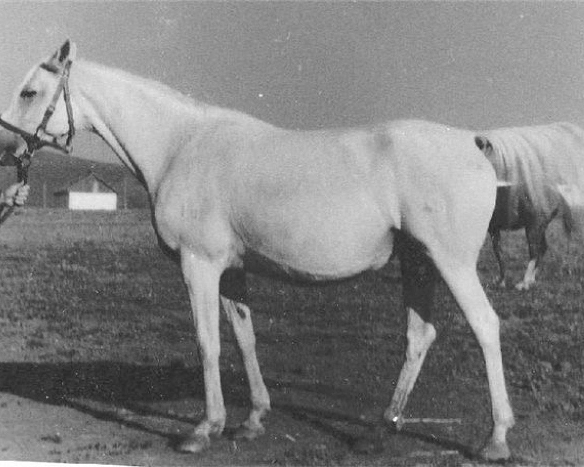 broodmare Nitochka 1948 ox (Arabian purebred, 1948, from Naseem 1922 ox)