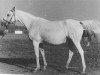 broodmare Nitochka 1948 ox (Arabian thoroughbred, 1948, from Naseem 1922 ox)