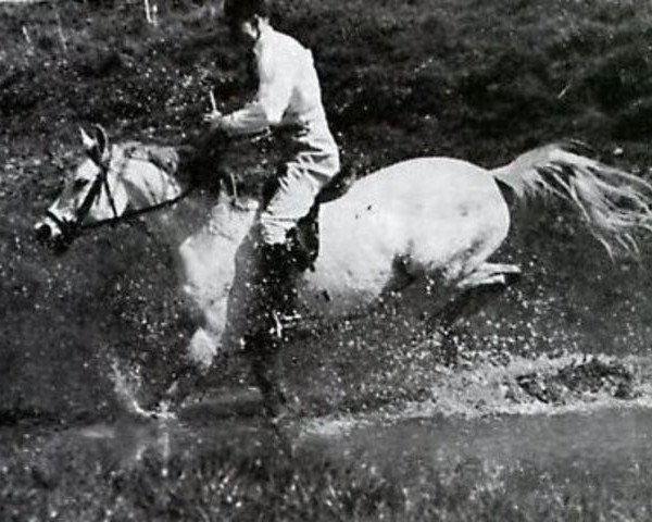 stallion Naplyv 1958 ox (Arabian thoroughbred, 1958, from Pomeranets 1952 ox)