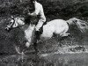 stallion Naplyv 1958 ox (Arabian thoroughbred, 1958, from Pomeranets 1952 ox)