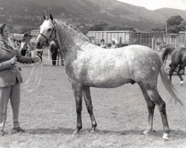 stallion Bwlch Zephyr (British Riding Pony, 1958, from Bwlch Valentino)