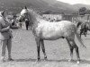 Deckhengst Bwlch Zephyr (British Riding Pony, 1958, von Bwlch Valentino)