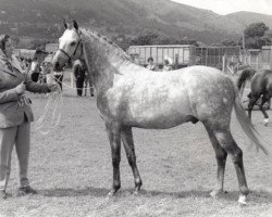 Deckhengst Bwlch Zephyr (British Riding Pony, 1958, von Bwlch Valentino)