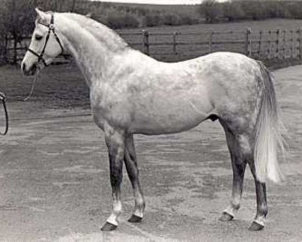 stallion Twylands Troubadour (British Riding Pony, 1970, from Solway North Wind)