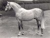 Deckhengst Twylands Troubadour (British Riding Pony, 1970, von Solway North Wind)