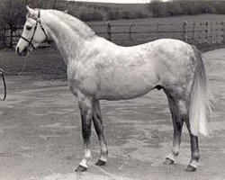 Deckhengst Twylands Troubadour (British Riding Pony, 1970, von Solway North Wind)