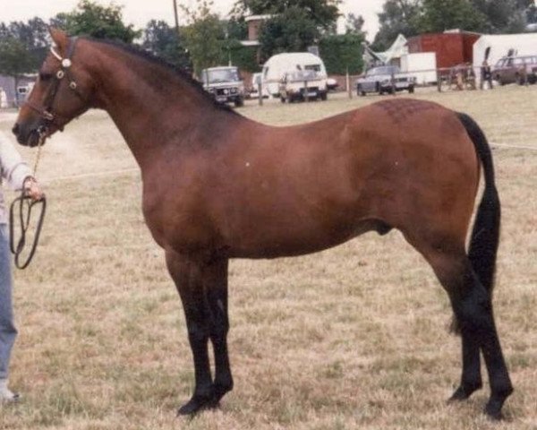 stallion Centurion Torreador (British Riding Pony, 1978, from Twylands Troubadour)
