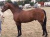 horse Centurion Torreador (British Riding Pony, 1978, from Twylands Troubadour)