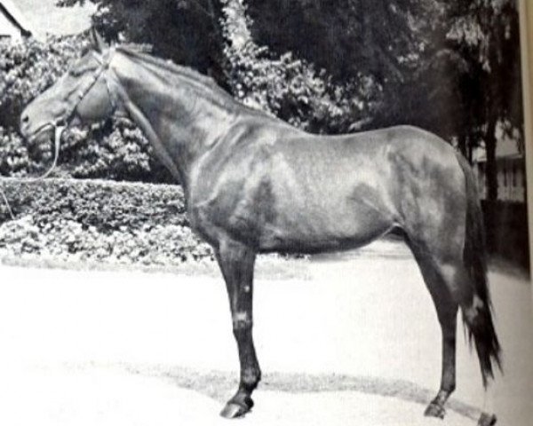 stallion Hornet xx (Thoroughbred, 1946, from Nepenthe xx)