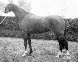 broodmare Gold Rose (Selle Français, 1972, from Ibrahim)