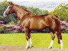 stallion Turban Rose (Selle Français, 1985, from Grand Veneur)