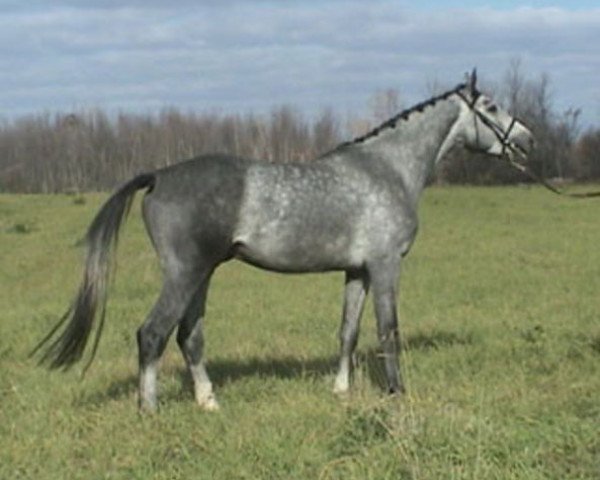 stallion Dr Pepper (Hanoverian, 2001, from Drosselklang II)