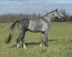 stallion Dr Pepper (Hanoverian, 2001, from Drosselklang II)