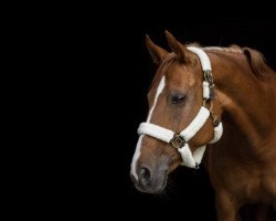 jumper Dunja 966 (Hanoverian, 2009, from Dancier)