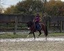 dressage horse Cleopatra 287 (German Riding Pony, 2014)