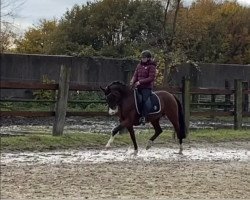 Dressurpferd Cleopatra 287 (Deutsches Reitpony, 2014)