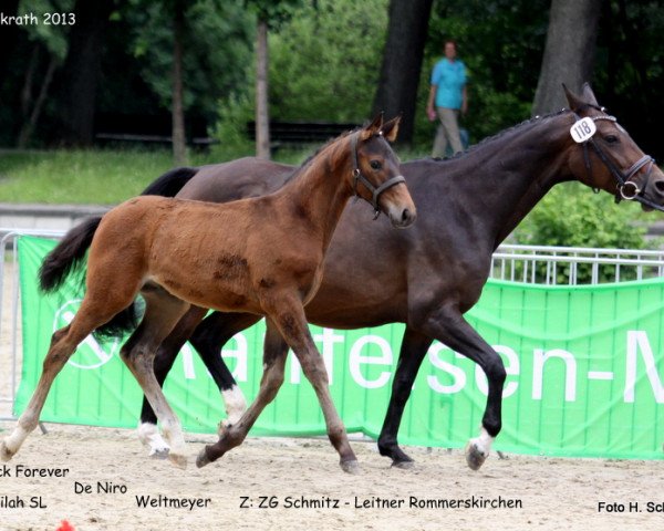 eventing horse Qc Rock And Roll (Rhinelander, 2013, from Rock Forever NRW)