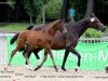 eventing horse Qc Rock And Roll (Rhinelander, 2013, from Rock Forever NRW)