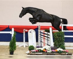 broodmare Montana 413 (German Riding Pony, 2002, from Merano)