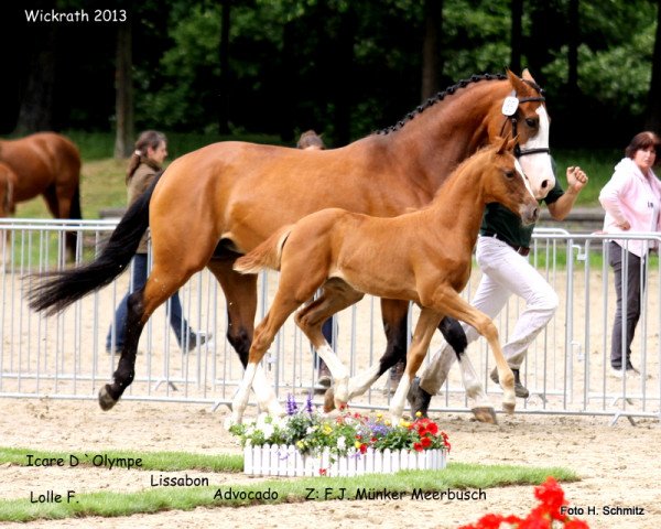 Pferd Stute von Icare D'Olympe AA (Rheinländer, 2013, von Icare d'Olympe AA)