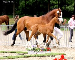 Pferd Stute von Icare D'Olympe AA (Rheinländer, 2013, von Icare d'Olympe AA)