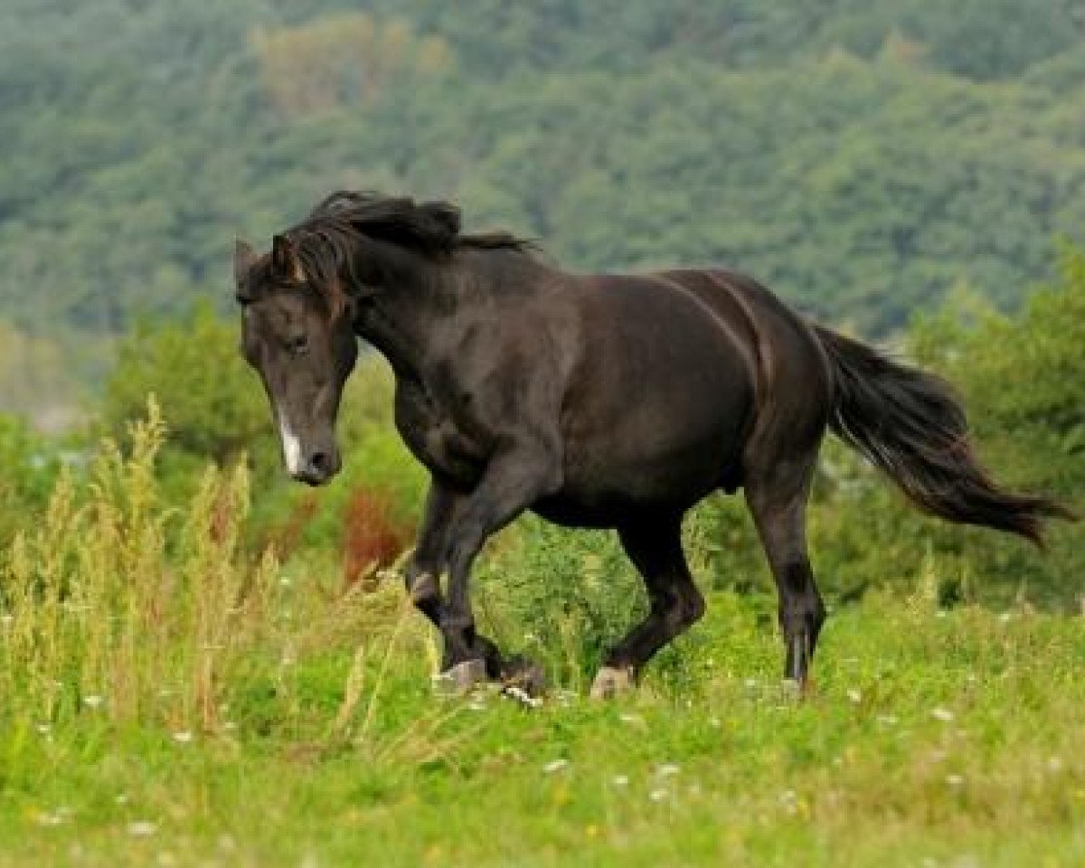 broodmare Gonata (Mecklenburg, 1989, from Gontard)