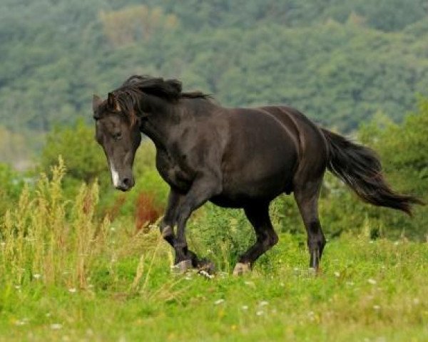 broodmare Gonata (Mecklenburg, 1989, from Gontard)