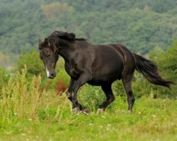 broodmare Gonata (Mecklenburg, 1989, from Gontard)