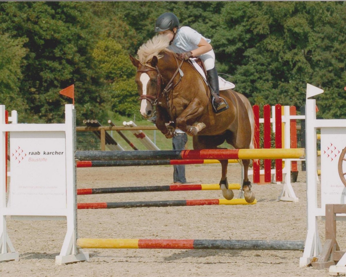 broodmare Beauty Star 4 (German Riding Pony, 2005, from Night Shadow 2)