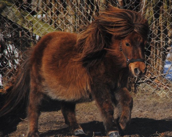 Zuchtstute Bianca v.h. Molenend (Shetland Pony (unter 87 cm), 2008, von Nirphan van Stal de Kosterij)