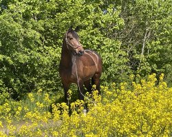 broodmare Fame K (Rhinelander, 2012, from First Selection)