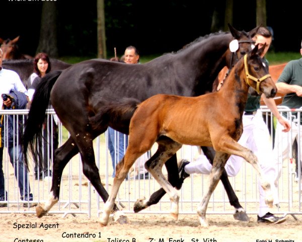 dressage horse Stute von Special Agent Amour (Rhinelander, 2013, from Special Agent Amour)