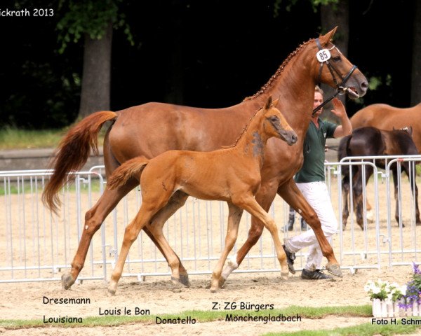 broodmare Stute von Dresemann (Rhinelander, 2013, from Dresemann)