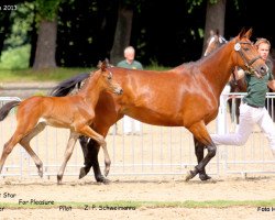 Pferd Stute von Rocket Star (Rheinländer, 2013, von Rocket Star)