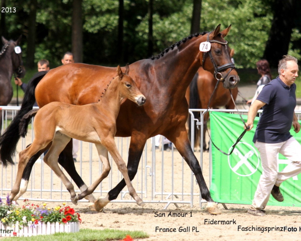 Dressurpferd Stute von San Amour (Rheinländer, 2013, von San Amour I)
