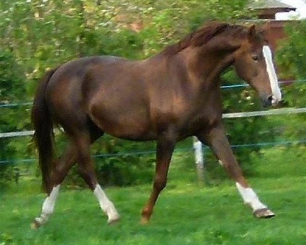 broodmare Rose I (Swedish Warmblood, 1996, from Turban Rose)