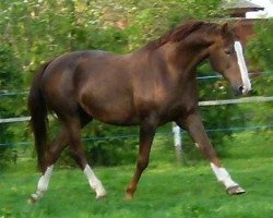 broodmare Rose I (Swedish Warmblood, 1996, from Turban Rose)