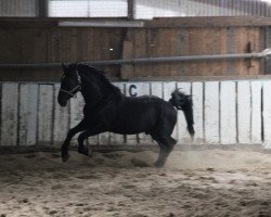 dressage horse Lasko (Heavy Warmblood, 2009, from Lucky)