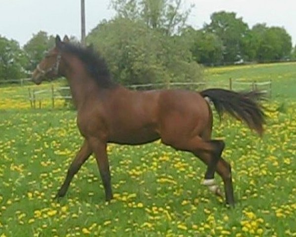 jumper Skye (Swedish Warmblood, 2010, from Stalypso)