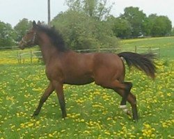 Springpferd Skye (Schwedisches Warmblut, 2010, von Stalypso)