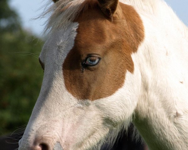 Dressurpferd Bandit 470 (Pony ohne Rassebezeichnung, 2007)